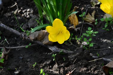 narin güzel çiçekler. Kapat..