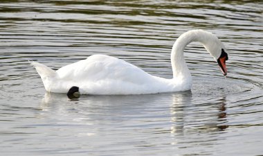 Güzel beyaz kuğu yaz günü göl yüzeyinde yüzüyor. 