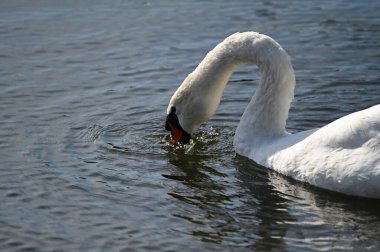 Güzel beyaz kuğu göl yüzeyinde yüzüyor.