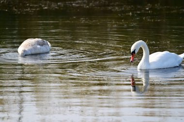 Güzel beyaz kuğular yaz günü göl yüzeyinde yüzerler. 