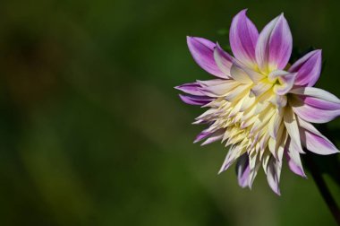 Doğal arka planda güzel bir çiçek, yaz konsepti, yakın görüş  