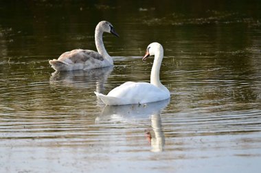 Güzel beyaz kuğular yaz günü göl yüzeyinde yüzerler. 