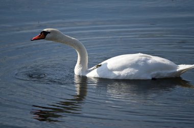 Güzel beyaz kuğu göl yüzeyinde yüzüyor.