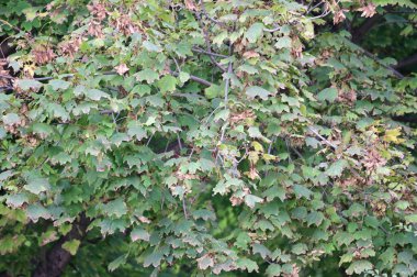 Sarı yapraklı sonbahar ağacı dalları manzarası 