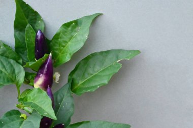 Açık havada yetişen taze yeşil patlıcanlar, yaz konsepti, yakın görüş.  