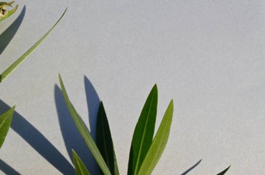 Açık arkaplanda taze yeşil yapraklar, yakın görünüm 