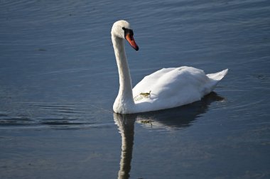 Güzel beyaz kuğu göl yüzeyinde yüzüyor.
