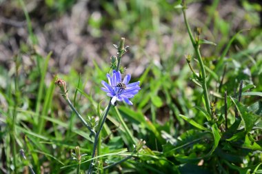 Açık havada yetişen güzel çiçekler, yaz konsepti, yakın manzara.  