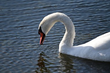 Güzel beyaz kuğu göl yüzeyinde yüzüyor.