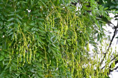 Güneşli bir günde yeşil yapraklı güzel ağaç dallarının manzarası. 