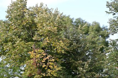 Sonbahar ağacının mavi arka planda sarı yapraklı görüntüsü  