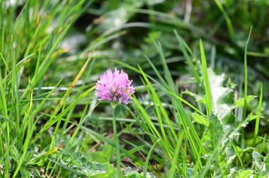 Açık havada yetişen güzel çiçekler, yaz konsepti, yakın manzara.  