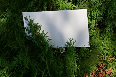 Ağaç dalları arasında boş beyaz kağıt kart, yakın görünüm 