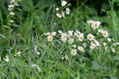 narin güzel çiçekler. Kapat..