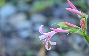 Yumuşak, güzel çiçekler. Kapat..
