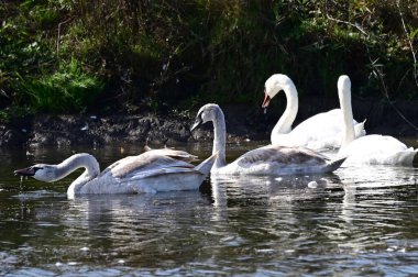 Güzel beyaz kuğular yaz günü göl yüzeyinde yüzerler. 
