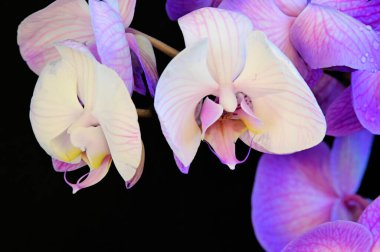 narin güzel çiçekler. Kapat..