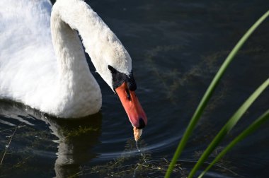 Güzel beyaz kuğu göl yüzeyinde yüzüyor.