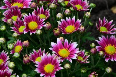 Dışarıda yetişen güzel çiçekler, yaz konsepti, yakın manzara.  