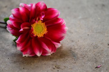 Yeryüzündeki güzel çiçek, yaz konsepti, yakın manzara  