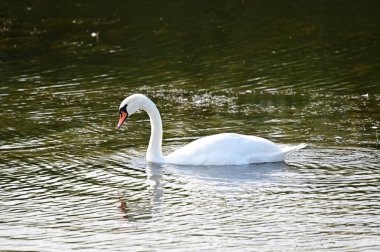 Güzel beyaz kuğu yaz günü göl yüzeyinde yüzüyor. 