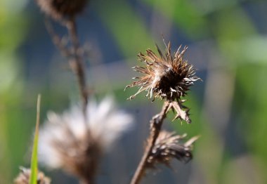 Güneşli bir günde açık havada yetişen yabani otların resimsel görüntüsü
