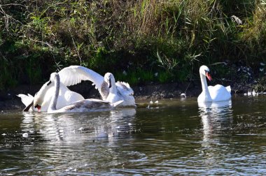Güzel beyaz kuğular yaz günü göl yüzeyinde yüzerler. 