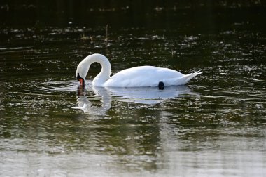 Güzel beyaz kuğu yaz günü göl yüzeyinde yüzüyor. 