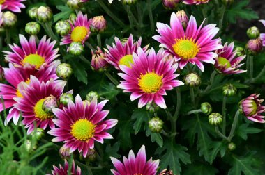 Dışarıda yetişen güzel çiçekler, yaz konsepti, yakın manzara.  