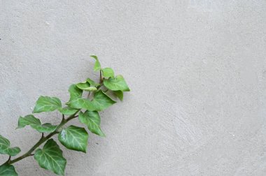Açık arkaplanda taze yeşil yapraklar, yakın görünüm 