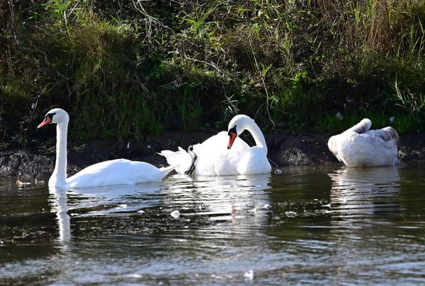 Schöne Weiße Schwäne Die Sommertagen Auf Der Wasseroberfläche Des Sees — Stockfoto