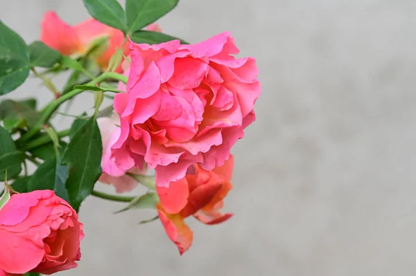 Schöne Blumen Wachsen Freien Sommerkonzept Nahsicht — Stockfoto