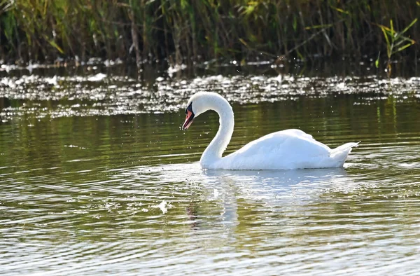 Belo Cisne Branco Nadando Superfície Água Lago Dia Verão — Fotografia de Stock