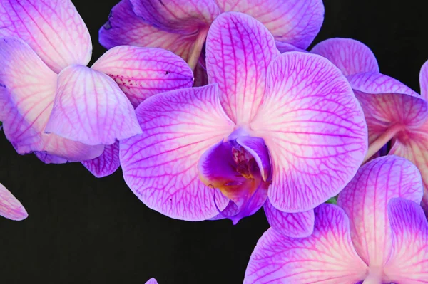 Zarte Schöne Blumen Nahaufnahme — Stockfoto