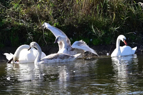 Beautiful White Swans Swimming Lake Water Surface Summer Day — Stock Photo, Image