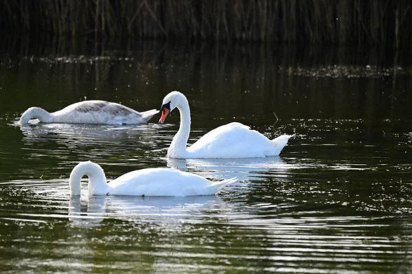 Vackra Vita Svanar Simmar Sjö Vattenytan Sommardagen — Stockfoto