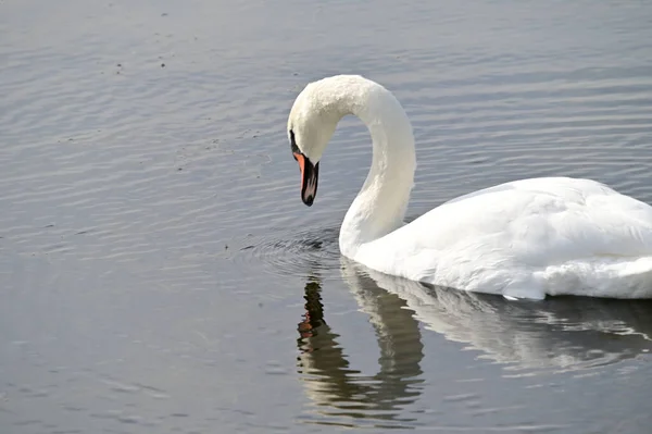 Belo Cisne Branco Nadando Superfície Água Lago Dia Verão — Fotografia de Stock