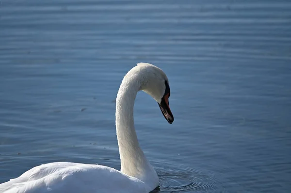 Hermoso Cisne Blanco Nadando Superficie Del Agua Del Lago —  Fotos de Stock