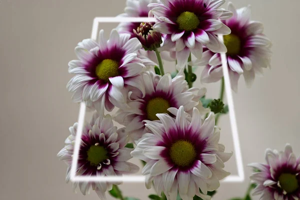 Flores Bonitas Com Moldura Sobre Fundo Natural Conceito Verão Vista — Fotografia de Stock