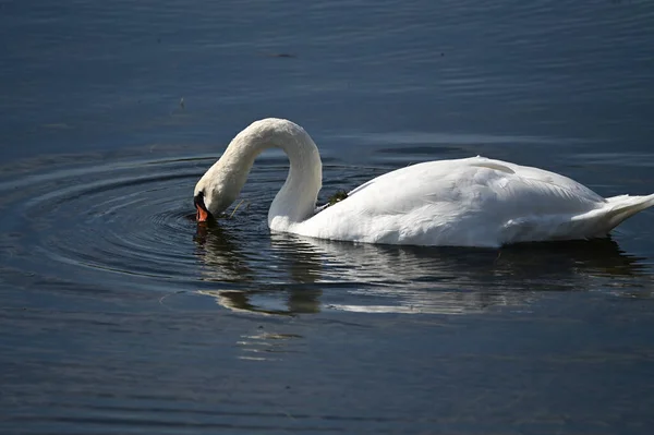 Bellissimo Cigno Bianco Nuotare Sulla Superficie Dell Acqua Del Lago — Foto Stock