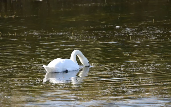 Belo Cisne Branco Nadando Superfície Água Lago — Fotografia de Stock