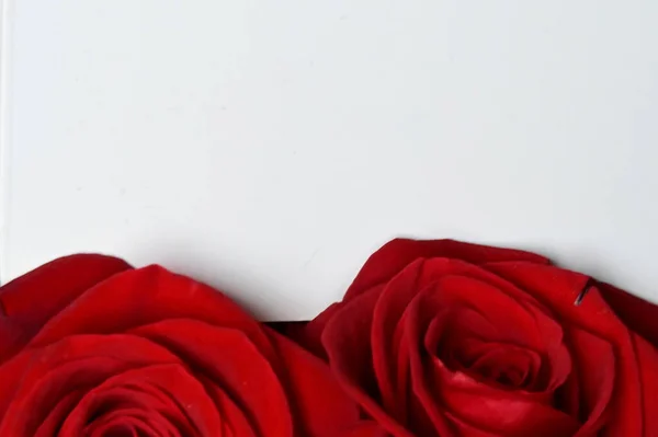 Όμορφα Φρέσκα Τριαντάφυλλα Στο Φως Φόντο Καλοκαίρι Έννοια Κοντινή Θέα — Φωτογραφία Αρχείου