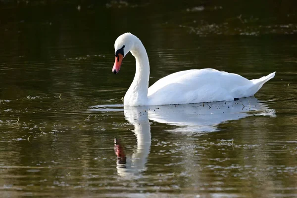 Krásná Bílá Labuť Plavání Vodní Hladině Jezera Letní Den — Stock fotografie