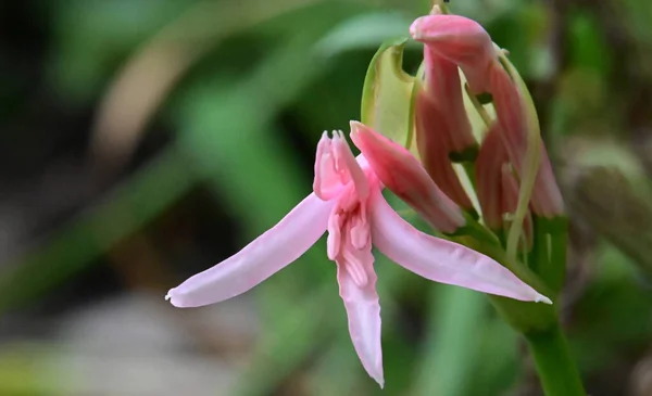 Mooie Bloem Natuurlijke Achtergrond Zomerconcept Close View — Stockfoto