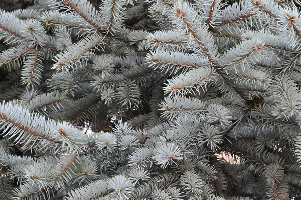 Takken Van Blauwe Sparren Tuin Dichtbij Uitzicht — Stockfoto