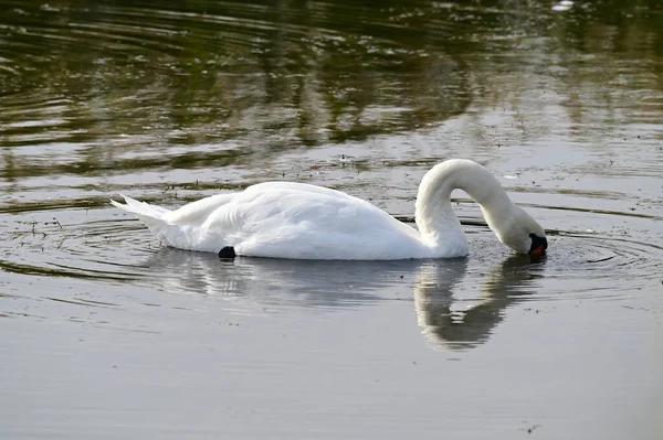 Schöner Weißer Schwan Schwimmt Sommertagen Auf Der Wasseroberfläche Des Sees — Stockfoto