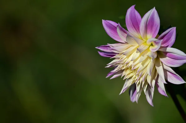 Красива Квітка Природному Фоні Літня Концепція Близький Вигляд — стокове фото