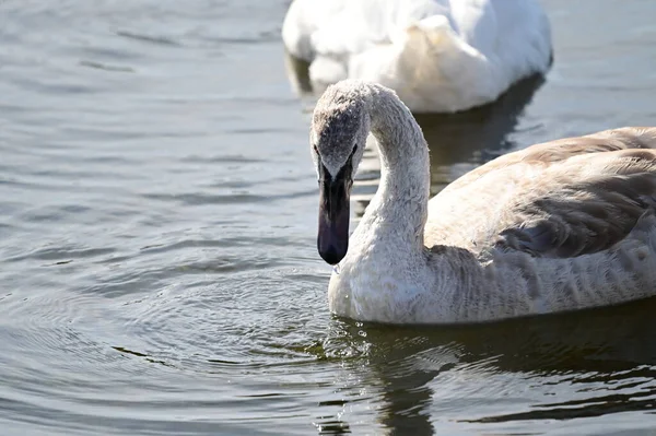 Vackra Vita Svanar Simmar Sjö Vattenytan Sommardagen — Stockfoto