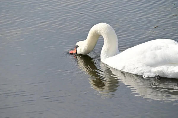 Beau Cygne Blanc Nageant Sur Surface Eau Lac Jour Été — Photo