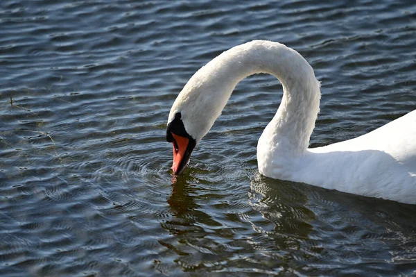 Schöner Weißer Schwan Schwimmt Auf Der Wasseroberfläche Des Sees — Stockfoto